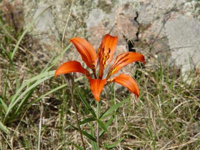 Wood lily