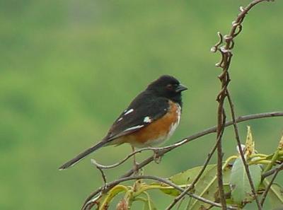 v3/92/16792/3/45480866.towhee.jpg