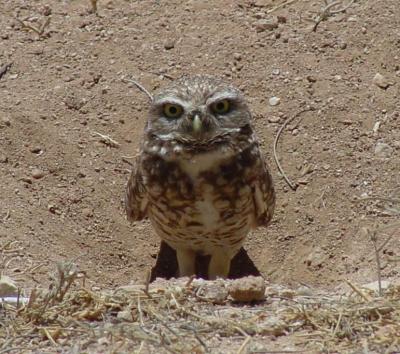 Burrowing Owl