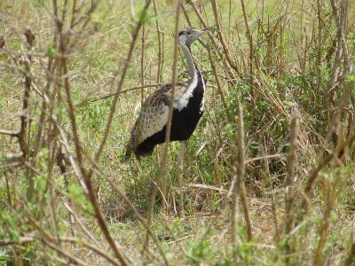 v3/92/16792/3/46808870.bbbustard.jpg