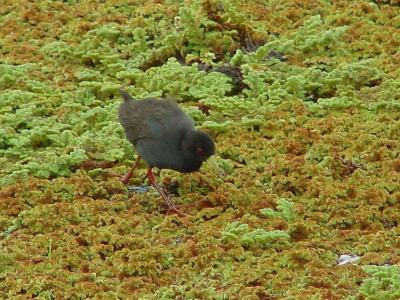 v3/92/16792/3/46808878.blcrake.jpg