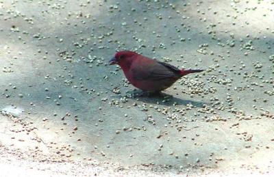 v3/92/16792/3/46808907.firefinch.jpg
