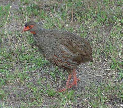 v3/92/16792/3/46809037.rfspurfowl.jpg