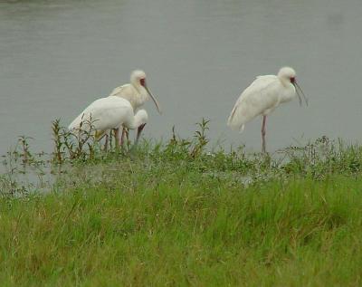 v3/92/16792/3/46809059.spoonbill.jpg