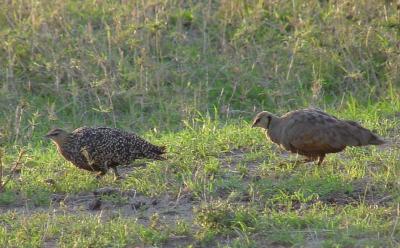 v3/92/16792/3/46809136.ythrsandgrouse2.jpg