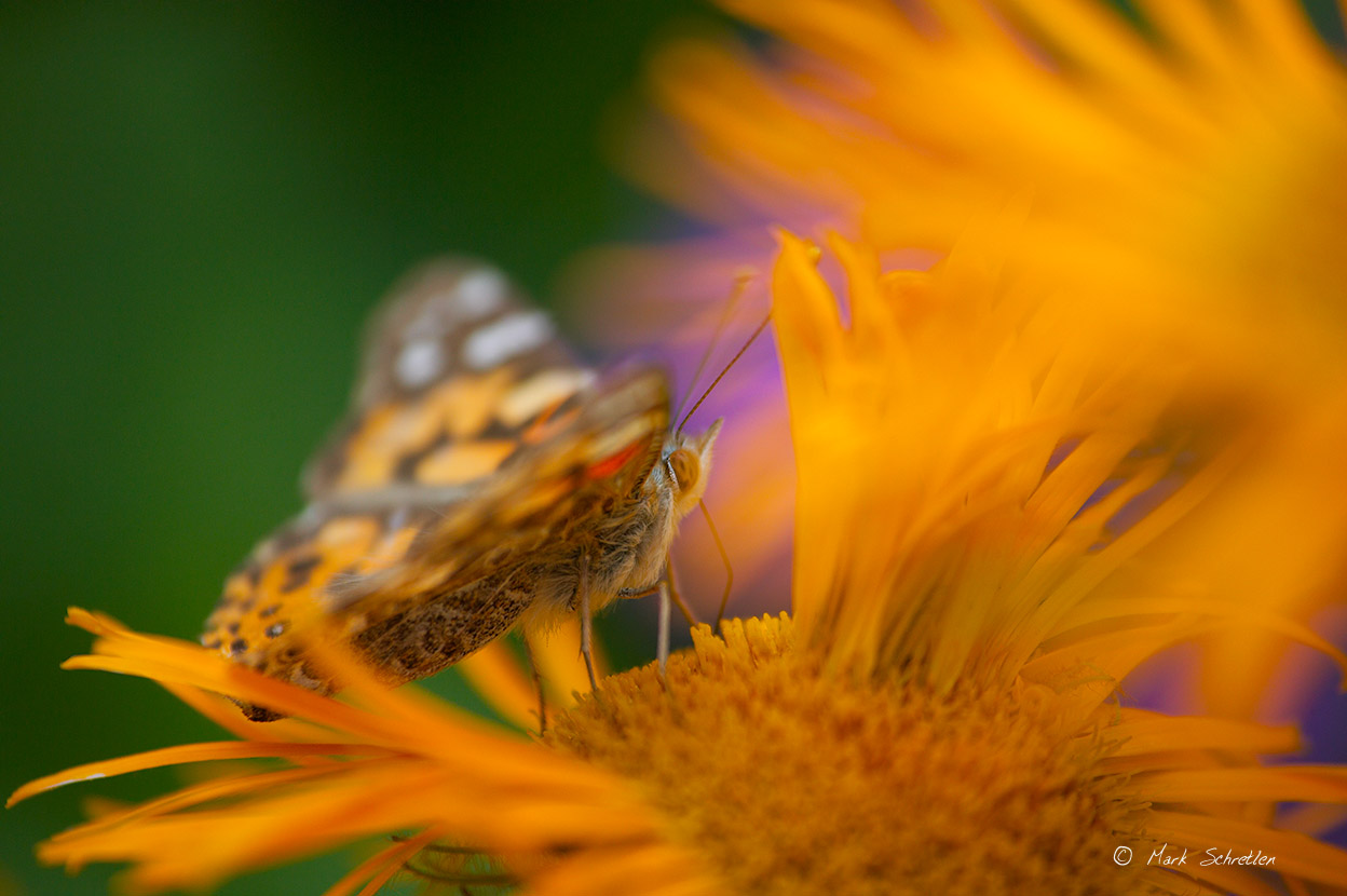 Painted Lady #2