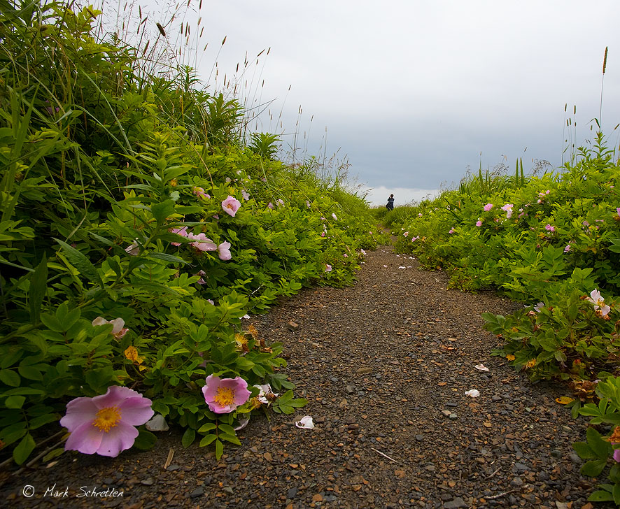 Wild Roses