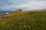 Wild Flowers at Cape Spear *