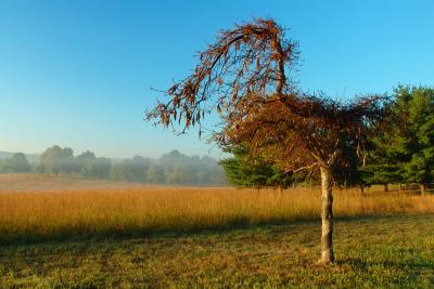 Valley Forge