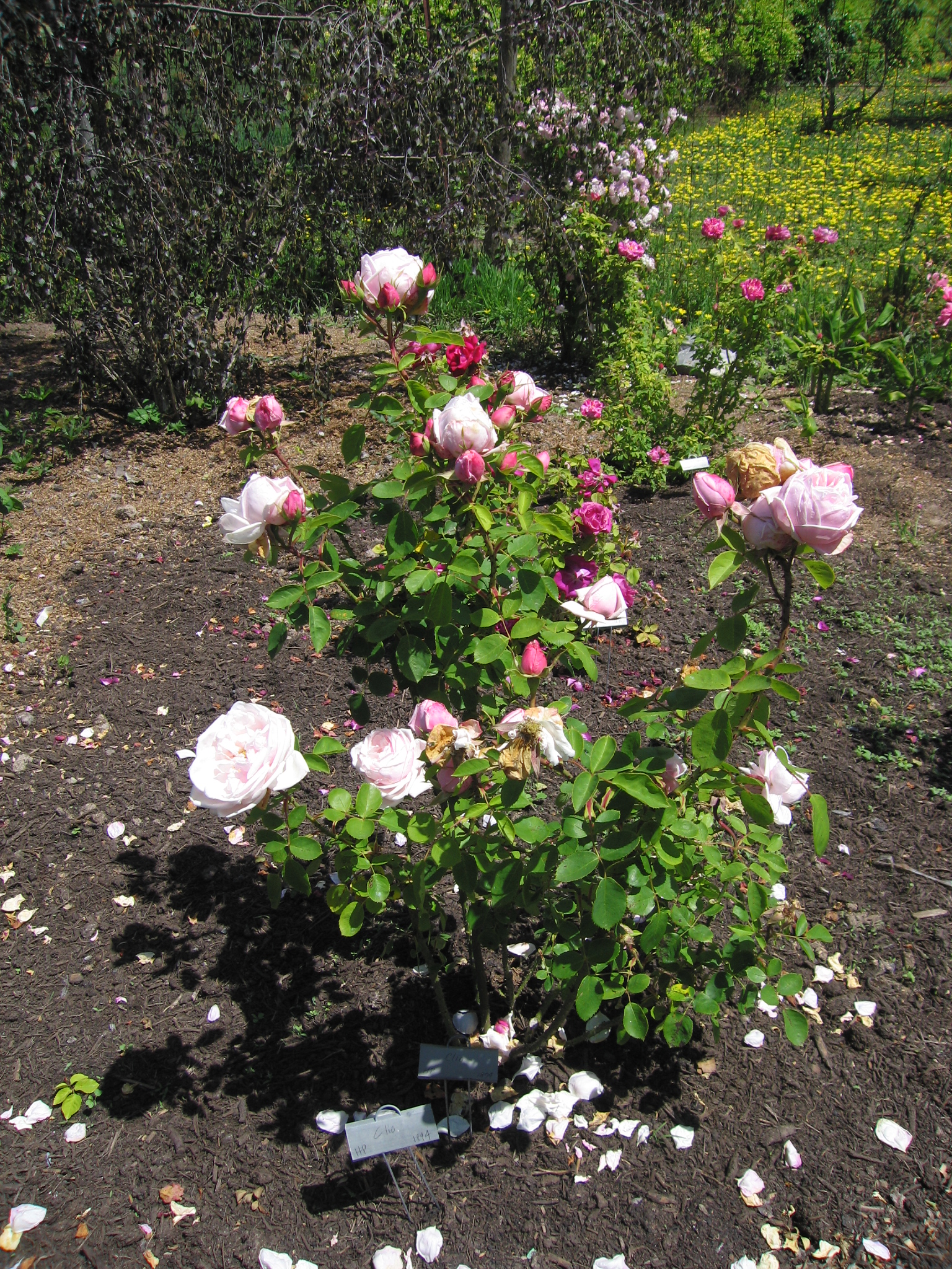 IMG_7100.JPG