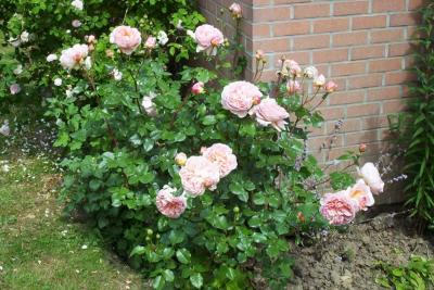 Abraham Darby