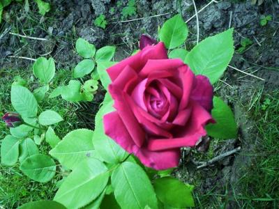 Baron de Bonstetten