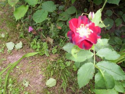 Bcher des vanits