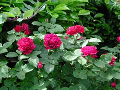 Pierre's Garden in Belgium