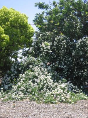San Jose Heritage Rose Garden