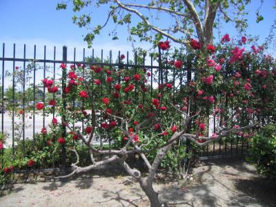 Santa Clara U - Rose Fence