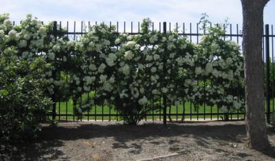 Santa Clara U - Rose Fence