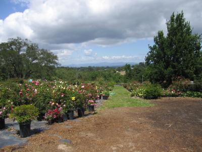 Vintage Gardens 2005