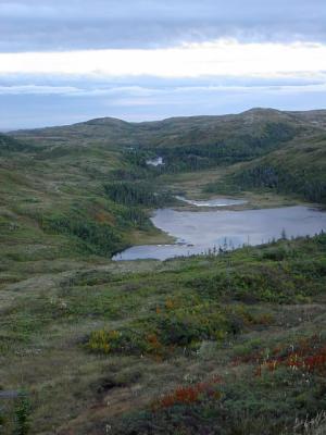 Newfoundland Landscape