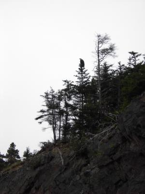 Majestic Bald Eagle