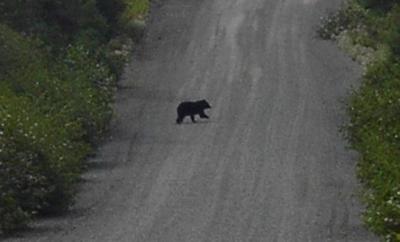 Little Black Bear, Terra Nova Park, Newfoundland
