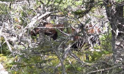 Moose, Western Brook, Gros Morne Park, Newfoundland