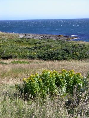 Wildflowers Along the Coast