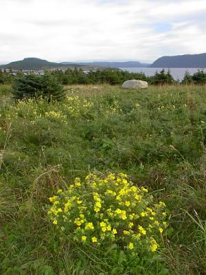 Yellow Wildflowers
