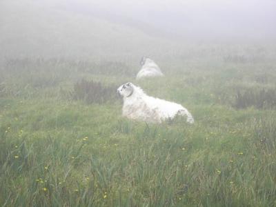 Sheep in the Mist, Cape St. Mary's, Newfoundland