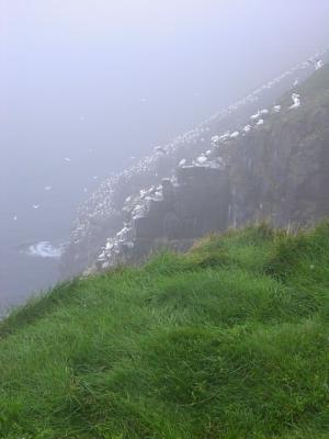 Bird Rock, Cape St. Mary's Ecological Reserve, Newfoundland
