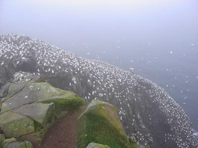 Bird Rock, Cape St. Mary's Ecological Reserve, Newfoundland