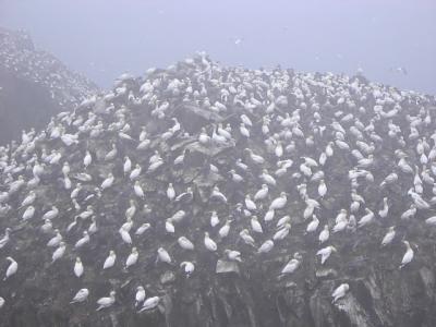 Bird Rock, Cape St. Mary's Ecological Reserve, Newfoundland