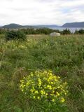 Yellow Wildflowers