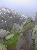 Bird Rock, Cape St. Marys Ecological Reserve, Newfoundland