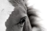 horses-eye-detail--bw-.jpg