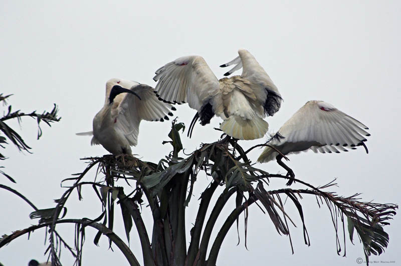 uglybirds.jpg