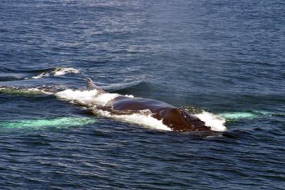 Sedge, the Humpback whale