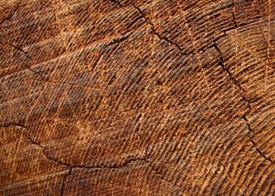 v3/92/484292/3/35242204.94YearDiaryofaSequoia.jpg