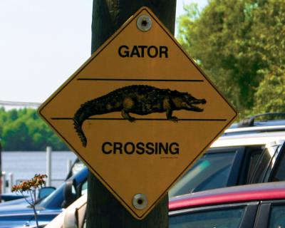 Gator Crossing