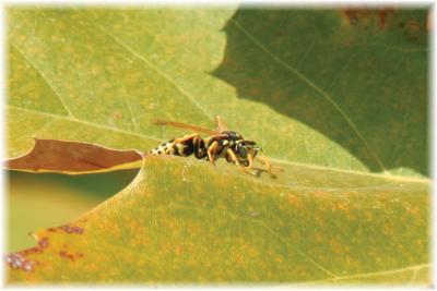 Yellow Jacket