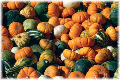 v3/92/484292/3/51201977.Gourds.jpg