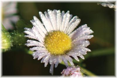 Fall Daisy