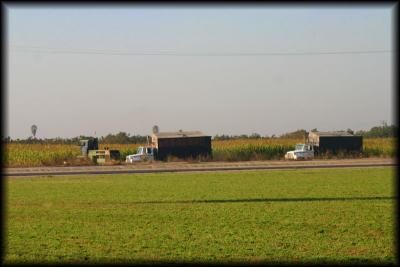 Corn Harvest