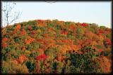 Colorful Trees