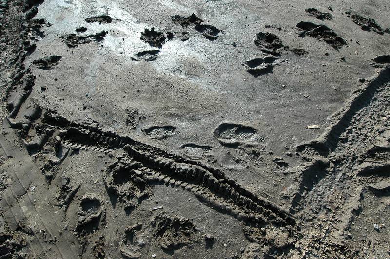 No dino tracks