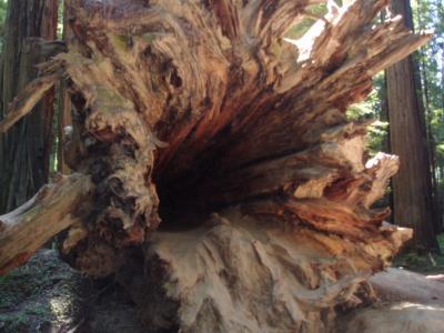 redwood root