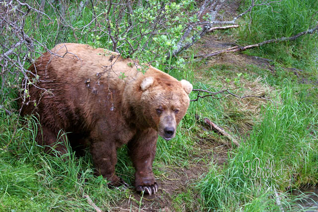 Griz along the Path