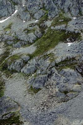 Alpine Rocks & Plants