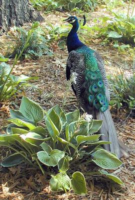 Peacock Pretty