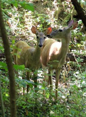 Woodland Whitetail Deer